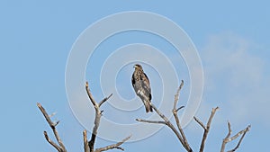 Red-shouldered hawk perching tree on blue sky.