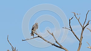 Red-shouldered hawk perching tree on blue sky.