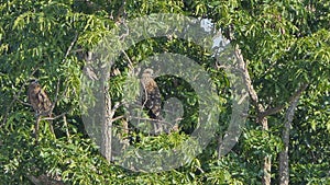 Red-Shouldered Hawk perching tree in tropical rain forest.