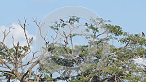 Red-Shouldered Hawk perching tree in tropical rain forest.