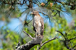 A red shouldered hawk in a pine tree.