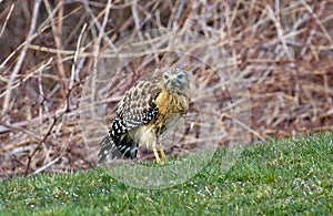 A Red Shouldered Hawk by a pond in Ohio