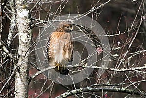 Red shouldered Hawk raptor perched in Black Cherry tree in the fall in Georgia