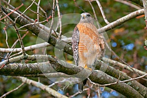 Red shouldered hawk scouting the area