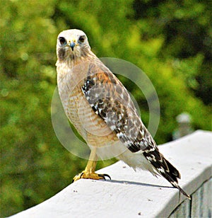 The red shouldered hawk seemed interested in the photographer