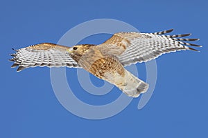 Red Shouldered Hawk  at the Shawangunk Grasslands