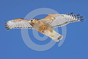Red Shouldered Hawk  at the Shawangunk Grasslands photo