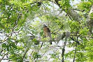 The Red Shouldered Hawk sits next to a nest of smaller birds while looking for prey