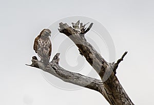 Red Shouldered Hawk sitting in the dead tree