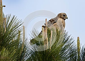 Red Shouldered Hawk Sitting in a Pine Tree