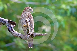 Red-Shouldered Hawk Stalking Prey