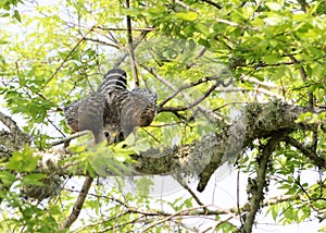 The Red Shouldered Hawk stares at the passersby below as if to warn him away. It worked.