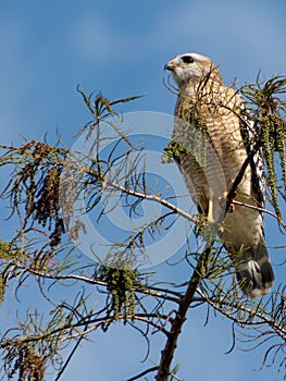 Red Shouldered Hawk on Tree Top