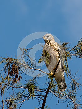 Red Shouldered HAwk on Tree Top