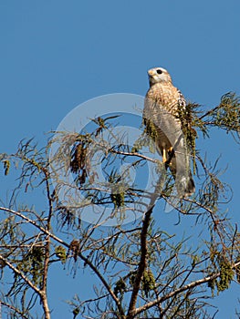 Red Shouldered Hawk on Tree Top