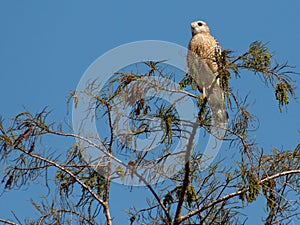 Red Shouldered Hawk on Tree Top