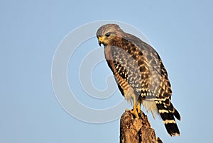 The Red Shouldered Hawk