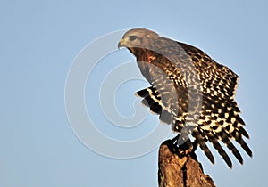 The Red Shouldered Hawk