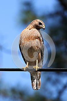 Red-shouldered Hawk & x28;Buteo lineatus& x29; photo