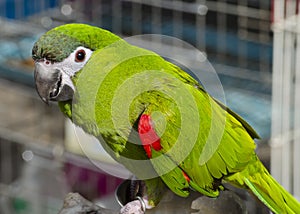 Red-shouldered Macaw