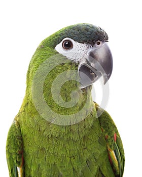 Red-shouldered Macaw photo