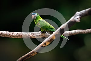 Red-shouldered Macaw or Noble Macaw