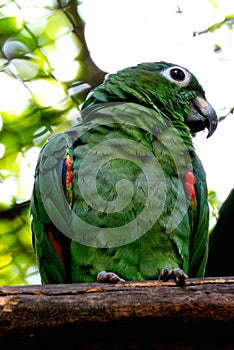 Red-shouldered macaw