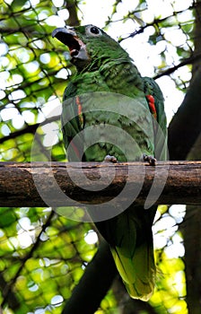 Red-shouldered macaw