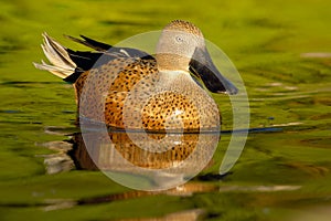 Red Shoveler (Anas platalea) photo