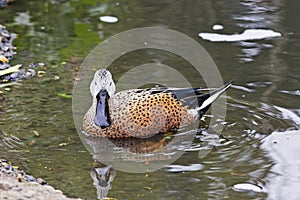 Red Shoveler duck, Anas Platalea