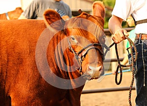 Red Show Heifer