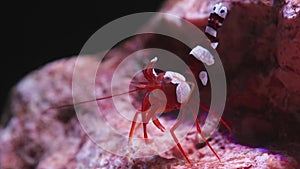 Red shrimp closeup on dark background