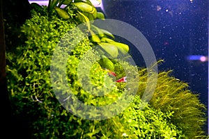 red shrimp in green aquarium