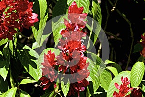 Red Shrimp Plant 842262