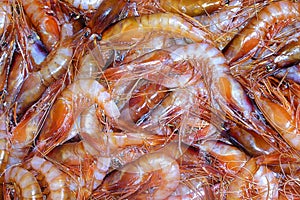 Red Shrimp, Recently Fished, Fish Market, Mediterranean Sea, Spain photo