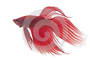 Red Siamese fighting fish