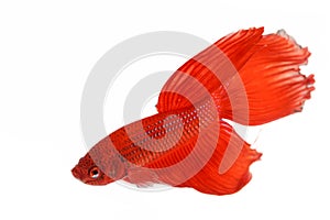 Red Siamese fighting fish