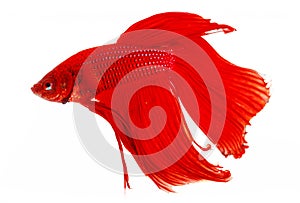 Red Siamese fighting fish