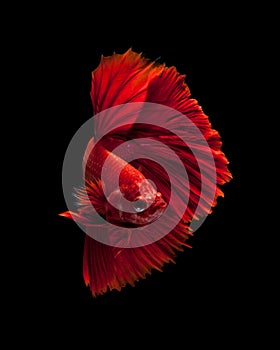 Red siamese fighting fish