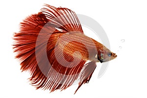 Red Siamese fighting fish