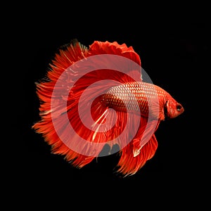 Red siamese fighting fish, betta fish