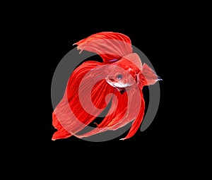 Red siamese fighting fish, betta fish isolated on black backgrou