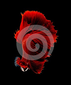 Red siamese fighting fish, betta fish isolated on black background