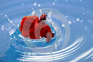 Red siamese fighting fish, betta fish on water.copy space background.