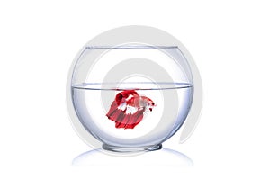 Red Siamese fighting fish in fish bowl , in front of white background..