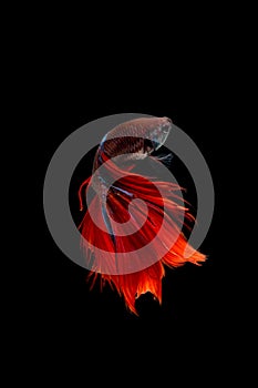 Red siamese fighting fish isolated on black background. Betta fi