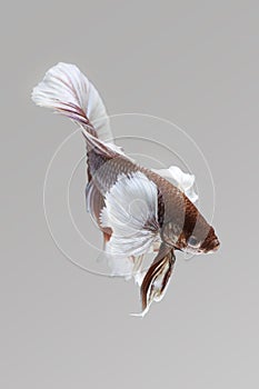 Red Siamese fighting fish on white background