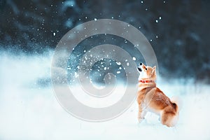 Red siba dog runs on the slope. Sunny winter snow-covered forest are playing the snow at the winter