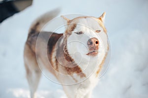 Red siberian husky dog with blue eyes walking on a snow in winter.