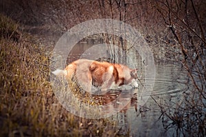 Red siberian husky dog drinks from the brook in spring meadow photo